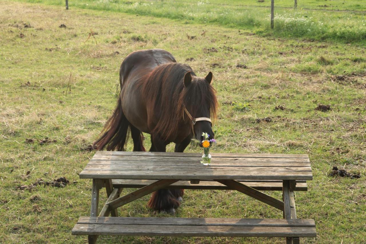 Slapen Tussen De Paarden Hotel Essen Bagian luar foto